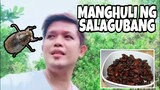 MANGHULI NG SALAGUBANG - Buhay Probinsya / How To Catch Beetles