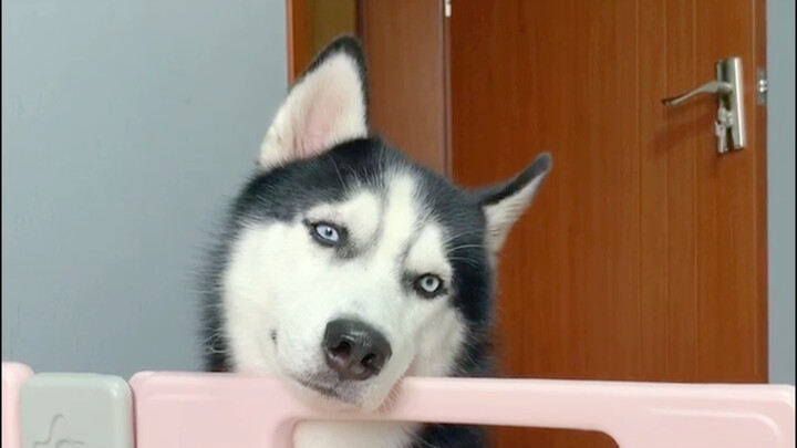 [Hewan] [Anjing] Husky yang Tampan