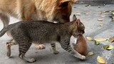 The way the cat picked up the cub shocked the dogs