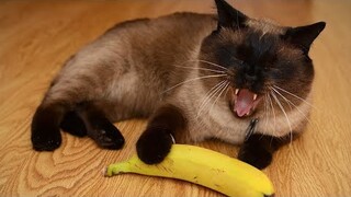 😂 Funniest Cats and Dogs Videos 😺🐶 || 🥰😹 Hilarious Animal Compilation №185