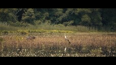Hậu duệ của Clotilda Full Movie [Sub Việt]