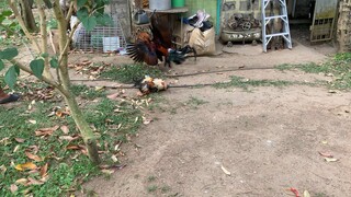 Balda na magaling pa dn umaro ang aking 1x winner Garry Gilliam Roundhead x popeye Grey.