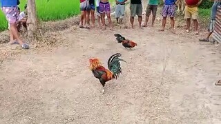 STREET FIGHT: GILMORE HATCH vs SUPER POGING MANOK NILA.. GANDA NANG LABAN KASO NAG-DRAW LANG GUYS...