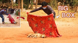 Super Funny Prank video, Sleeping dog video