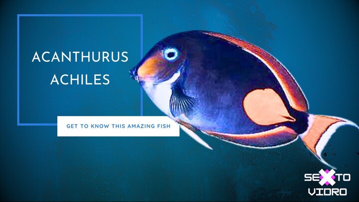 ACANTHURUS ACHILES FISH