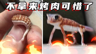 断尾之后，它竟开心做起了俯卧撑？？丨本晟守宫VLOG丨瘤尾守宫的传统艺能