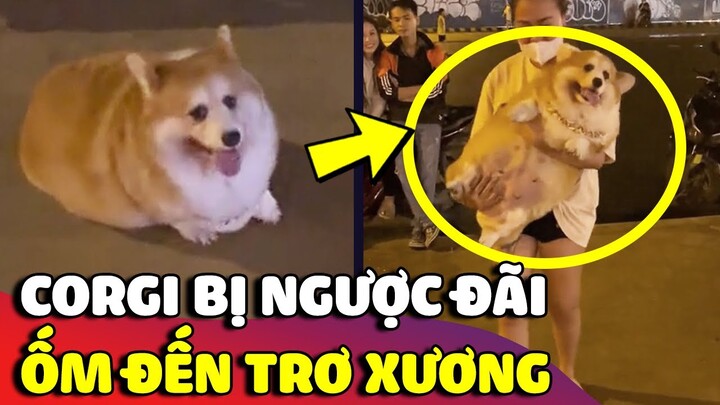 Bắt gặp chiếc Corgi nặng 'VÀI CHỤC KÝ' nghi bị sen 'NGƯỢC ĐÃI' ở ngoài đường 😅 | Gâu Đần