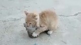 Cute Animal Videos Compilation