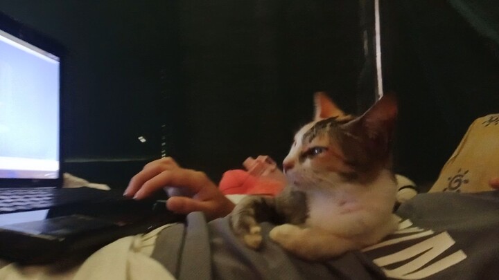 I love cat's