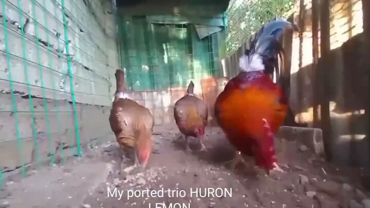 MY IMPORTED TRIO HURON LEMON.