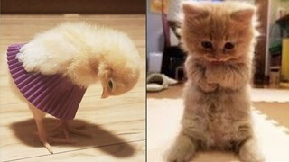 AWW Cute Baby Animals Videos Compilation Funniest | Omg So Cute Best Funny Cats And Dogs