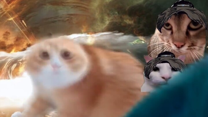【Cat meme】Ten thousand immortals retreat on the reverse river! Love cannot defeat the tears of persi