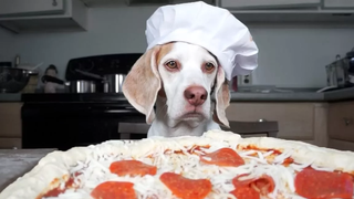 Dog Makes Pizza สุนัขน่ารัก Maymo