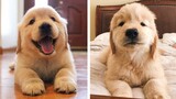 Funny and Cute Golden Retriever Puppy Moments Compilation| Cute Puppies