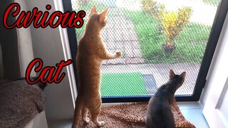 Curious Cat wants to see what's happening outside! Standing cat!