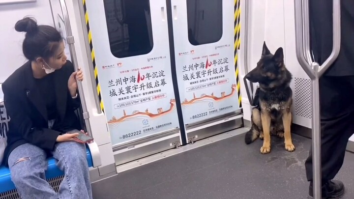 警犬:你在看我  我就把你抓起来