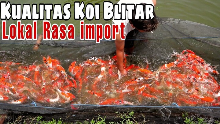 Angkat koi merah merona produk lokal di tempat budidaya koi blitar