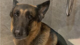 [German Shepherd] Taking a shower is all about cheating