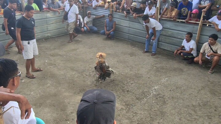 sabong