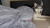 Mi Xiu lát nhớ gọi anh dậy nhá #Husky #dog #pet