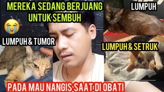 Sedih Tiga Kucing Lumpuh Sedang Berjuang Untuk Sembuh Dari Lumpuhnya..!