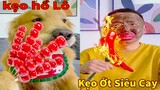 Thú Cưng TV | Tứ Mao Đại Náo #56 | Chó Golden Gâu Đần thông minh vui nhộn | Pets cute smart dog