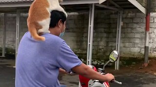 oyen mau ikut jalan"