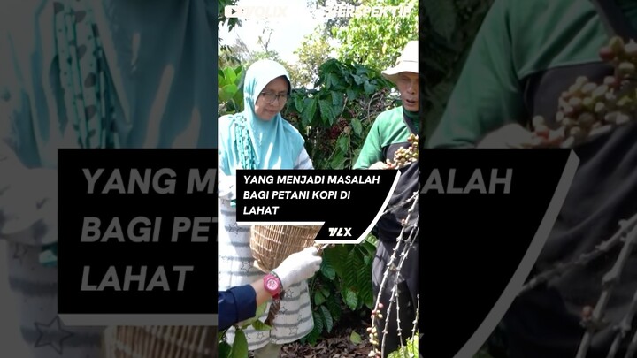 YANG MENJADI MASALAH BAGI PETANI KOPI DI LAHAT