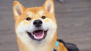 [Animals]little Shiba inu's first day at dog kindergarten