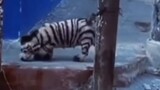 Anak Anjing Berbulu Zebra