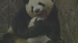 [Hewan]Ibu Panda Memeluk Anaknya