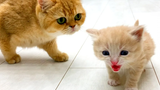 “คุณไม่ใช่แม่ของฉัน!” - ลูกแมวร้องเสียงดังและพบกับแมว Kira และ Daddy