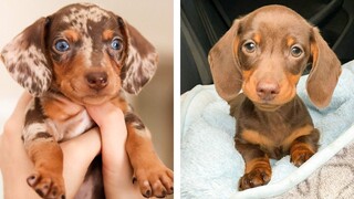 These Dashshund Puppies Are So Cute!🥰😋 Let's See What These Puppies Doing With Me 😍 | Cute Puppies