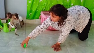 The Most Happiness Moment!! Wow  Little Toto & Yaya are so playful happily playing with a mini ball