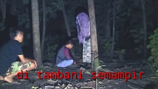 Ayik minta semampir datang