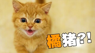 背着家里猫偷了只奶橘回来，猫：妈，你会后悔的！！！