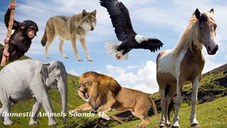 Funny animals, animal sounds: Elephant, Horse, Eagle, Wolf, Monkey, Fish, Bird, Cat, Tiger