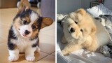 😍Lovely and Cute Puppies that Make you Happy to Watch Every Day🐶| Cutest Puppies