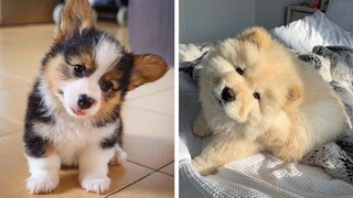 😍Lovely and Cute Puppies that Make you Happy to Watch Every Day🐶| Cutest Puppies