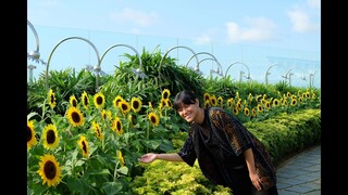 SUNFLOWER & BUTTERFLY GARDEN IN CHANGI AIRPORT! FREE & 24 JAM!