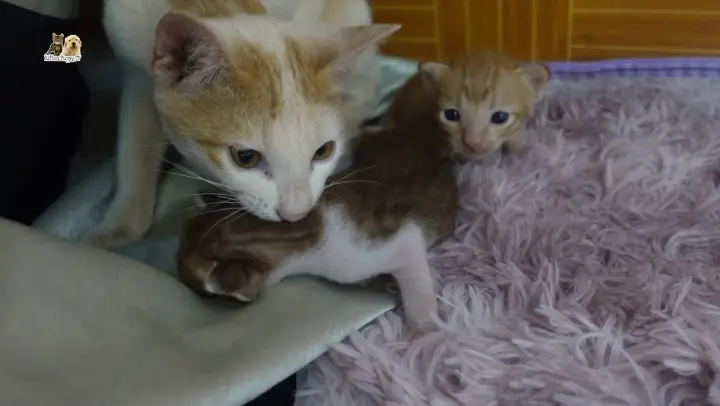 Male cat come to take care newborn kittens, he really love those little kittens
