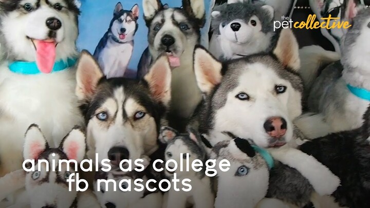 Animals as College Football Mascots