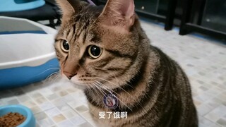 猫咪走丢了两天，找回来后委屈的诉苦