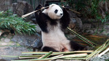 Giant Panda|The Giant Panda Eats Bamboo