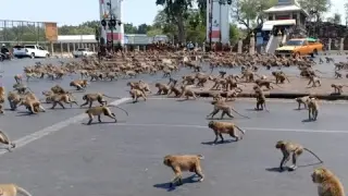 Monkey Swarm Takes Over City