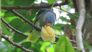 Wild Male BLUE-RUMPED PARROT enjoying starfruit, Singapore