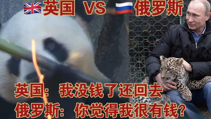 英国没钱准备还回大熊猫 VS 俄罗斯你觉得我很有钱？