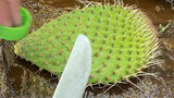 Làm sạch sẽ cây xương rồng
