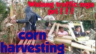 🇵🇭CORN HARVESTING / BUHAY MAGSASAKA