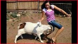 Hilarious Crazy Ass Goat Terrorizes People In The Streets, Real Life Mountain Dew Attack Goat.